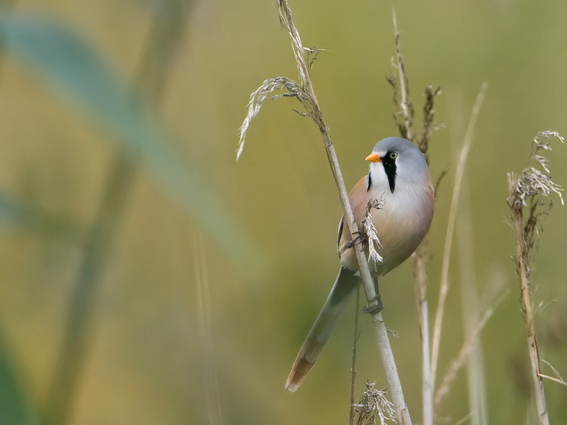 Panurus biarmicus Baardman Bearded Tit